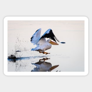 Pelican Takeoff Kicking Up Mud Sticker